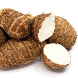 Malanga